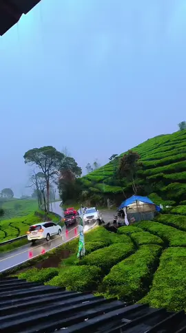 Ciwidey saat hujan #ciwidey #kebunteh #rancabaliciwidey #4u #fyp 