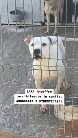 🔴PRIMA O POI LA TROVIAMO MORTA SE CONTINUA COSI'!LARA è al limite della sopportazione. LARA si dispera. Sbatte la testa contro il muro, cerca di arrampicarsi. Non sappiamo più come descrivere la mortificazione che vivono. LARA ha estremamente bisogno di andare via da lì! Ha circa 5 anni, Sterilizzata, microchippata,Vaccinata,Taglia media (circa 25kg)  Convive con maschi, No femmine, No gatti, Sa andare al guinzaglio, Conosce i comandi di base Adora l’acqua e ha una devozione per gli umani  No persone anziane (è un uragano di energia e necessita di una guida altrettanto vigorosa!) Non la affidiamo per fare da guardia a capannoni e simili, Non la affidiamo a chi non ha tempo da dedicarle. La affidiamo a chi merita quella devozione e quella completa adorazione che solo i pitbull sono capaci di dimostrare ai loro proprietari. Dalla Calabria può essere affidata anche al centro e al nord. Per info inviare messaggio di presentazione al 3277995741 o al 3289633366 #adottanoncomprare #adottamisubito #adottaunpitbulldalcanile #pitbulllove #pitbullsofinstagram 