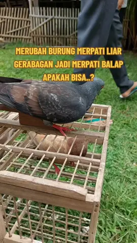 Nah siapa yang pernah beli merpati liar tapi kok kualitasnya bagus, mungkin ini adalah penjelasanya, semoga bermanfaat..!!! #pigeon #merpati #merpatilovers #merpatibalapindonesia #merpatikolong 