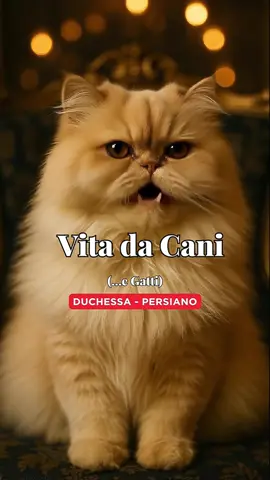 ✨ DUCHESSA – LA RINASCITA ✨ Per mesi, Duchessa – una persiana elegante e fiera – aveva perso la sua forza. I pasti erano diventati una fatica, il suo corpo fragile non era più quello di un tempo. Non era più la regina della casa, ma un’ombra silenziosa. Il suo umano, però, ha saputo ascoltarla. Ha capito che dietro al mantello lucido c’era un intestino fragile, un equilibrio spezzato. E così ha scelto di darle un supporto in più: un probiotico pensato per animali, capace di ridare armonia al suo corpo dall’interno. Giorno dopo giorno, Duchessa ha ripreso energia. Ha ricominciato a camminare con fierezza, a salire le scale del suo regno, a reclamare il sole dalla finestra. Oggi è tornata Duchessa: forte, viva, presente. 👉 I probiotici non sono un semplice integratore: sono un alleato silenzioso che rafforza il sistema immunitario, protegge l’intestino, previene squilibri e migliora la qualità della vita di cani e gatti. Perché la vera cura non è solo cibo o medicine: è dare ai nostri animali ciò che serve per vivere al meglio, ogni giorno. 🐾❤️ EnjoyPet – perché la salute comincia dall’interno.