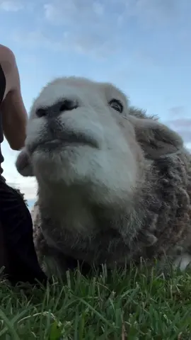 herdy_herdwick🐏 #LanguageLearning #herdy_herdwick #fyp #viral #fypシ 