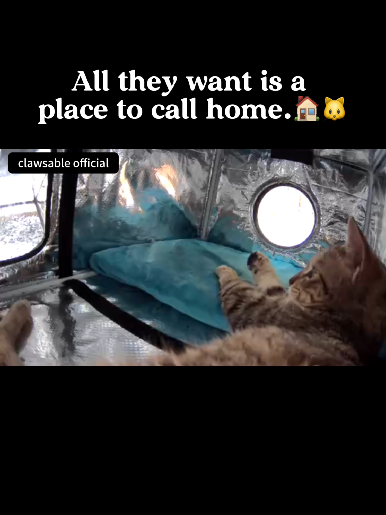 A tiny motor, running on dreams. 🐱⚙️💤#clawsable #cathouse #heatedcathouse #catshelter #outdoor #rescuecat #feralcat #straycat #wintercats #catrescue #communitycats #catasmr #outdoorcats #feralcats