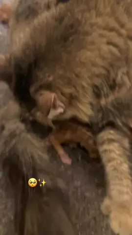 kucing melahiran #reizukaari 