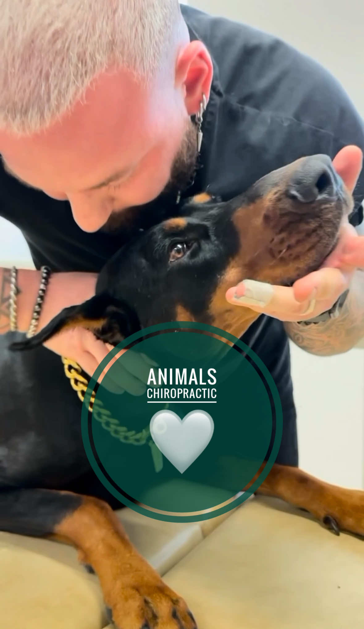 Animals with back pain 🥹🥹🥹 • • • #foryou #asmr #animal #chiropractortiktok #hundeauftiktok 