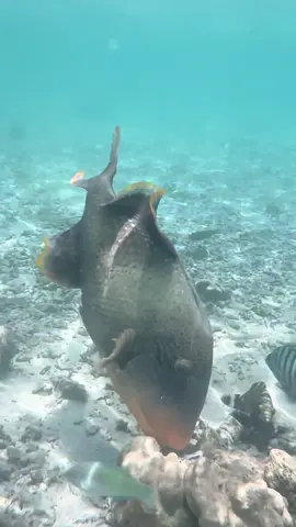 Glad we are still alive #titantriggerfish #triggerfish #triggerfishattack #snorkeling #kohtao 