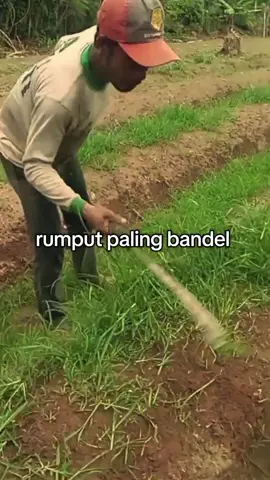 Sambau atau rumput belulang (Eleusine indica) adalah sejenis tumbuhan untuk pakan ternak. Tumbuhan ini termasuk ke dalam suku Poaceae yaitu suku rumput-rumputan.  Rumput ini memiliki sebutan lain disetiap daerah. Carulang atau jampang adalah sebutan rumput ini di daerah Sunda, dan lulangan untuk Jawa. #rumputlulangan  #pakanternak  #pertanian 