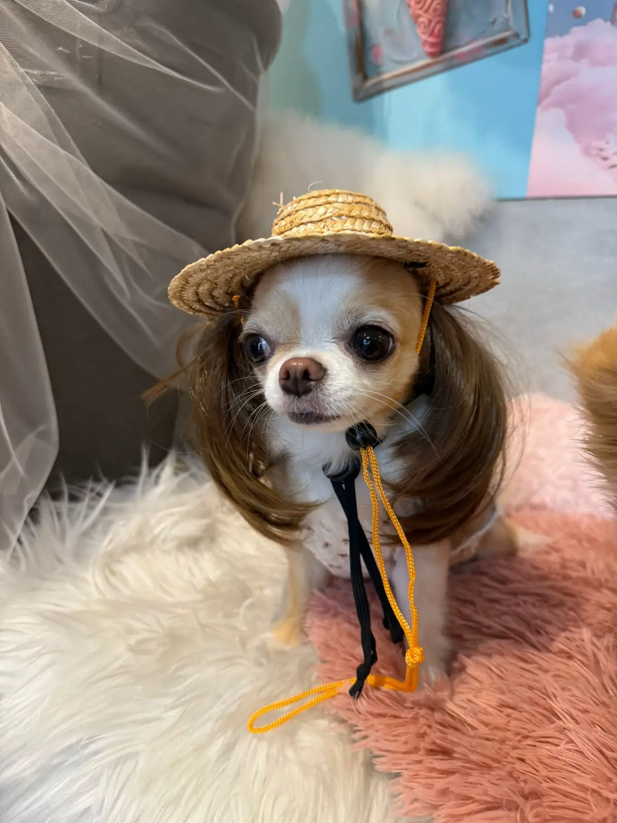犬カフェの撮影ブースに置いてたカツラがめっちゃ似合ってる件。🐶「勘弁してくれ。まぁでも悪くないかも…」#チワワ #おすすめ #chihuahua #cutedog #fyp  