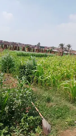 اتبع السيئة الحسنه تمحها