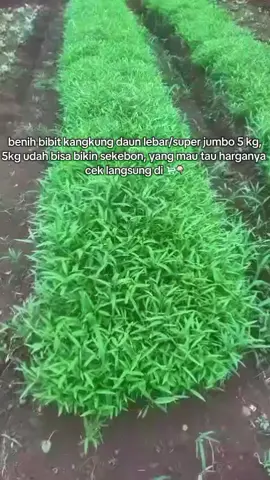 5kg udah bikin nanam sekebun, buat suka nanam ayoo nunggu apa lagi, harganya cuman segini loh, kalo penasaran dengan harganya cek 🛒👇 #benih #bibit #kangkung #superjumbo #fyp 
