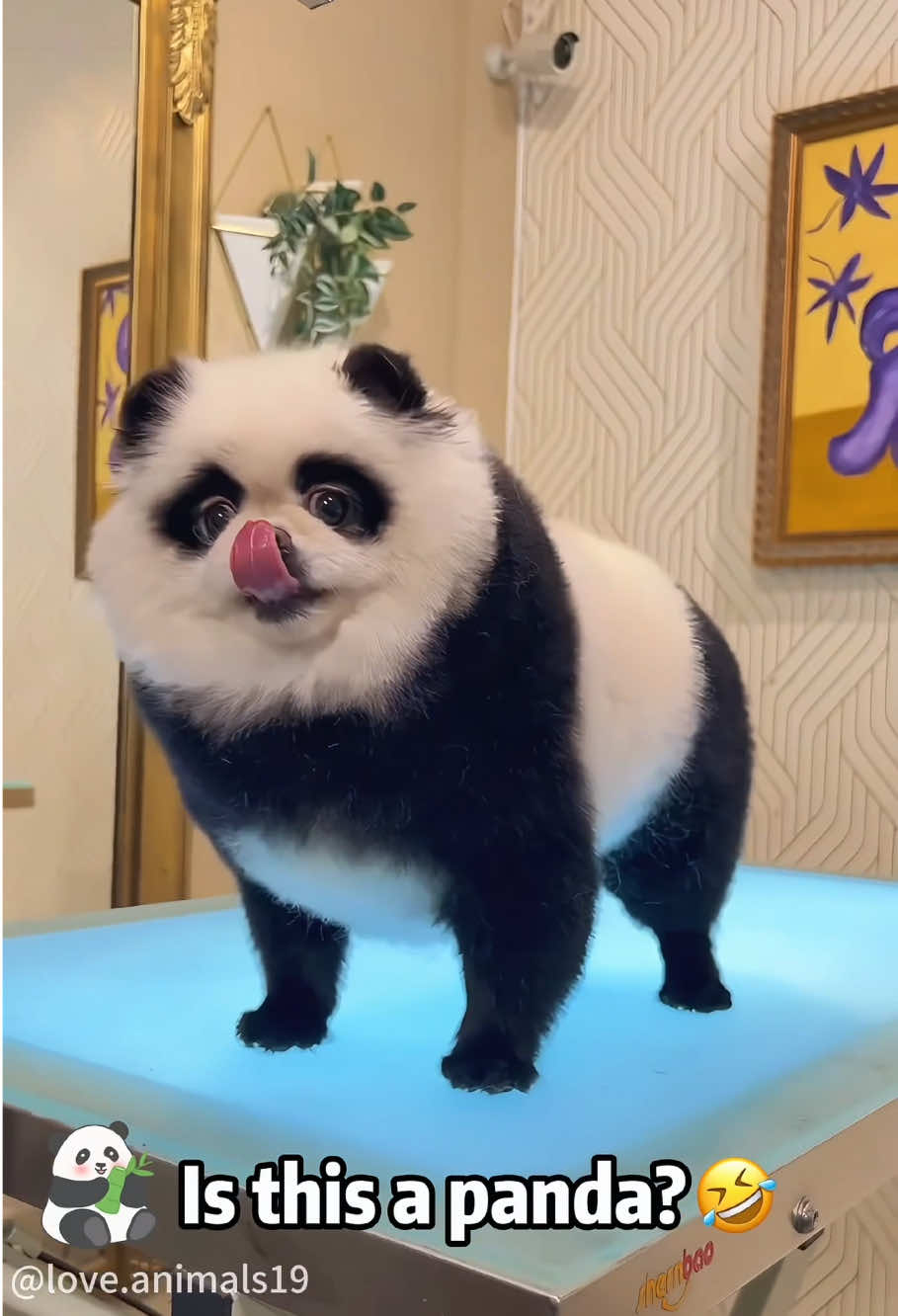 The funny hairstyle 😂🤣#dog#dogsoftiktok #happy#cute#animals