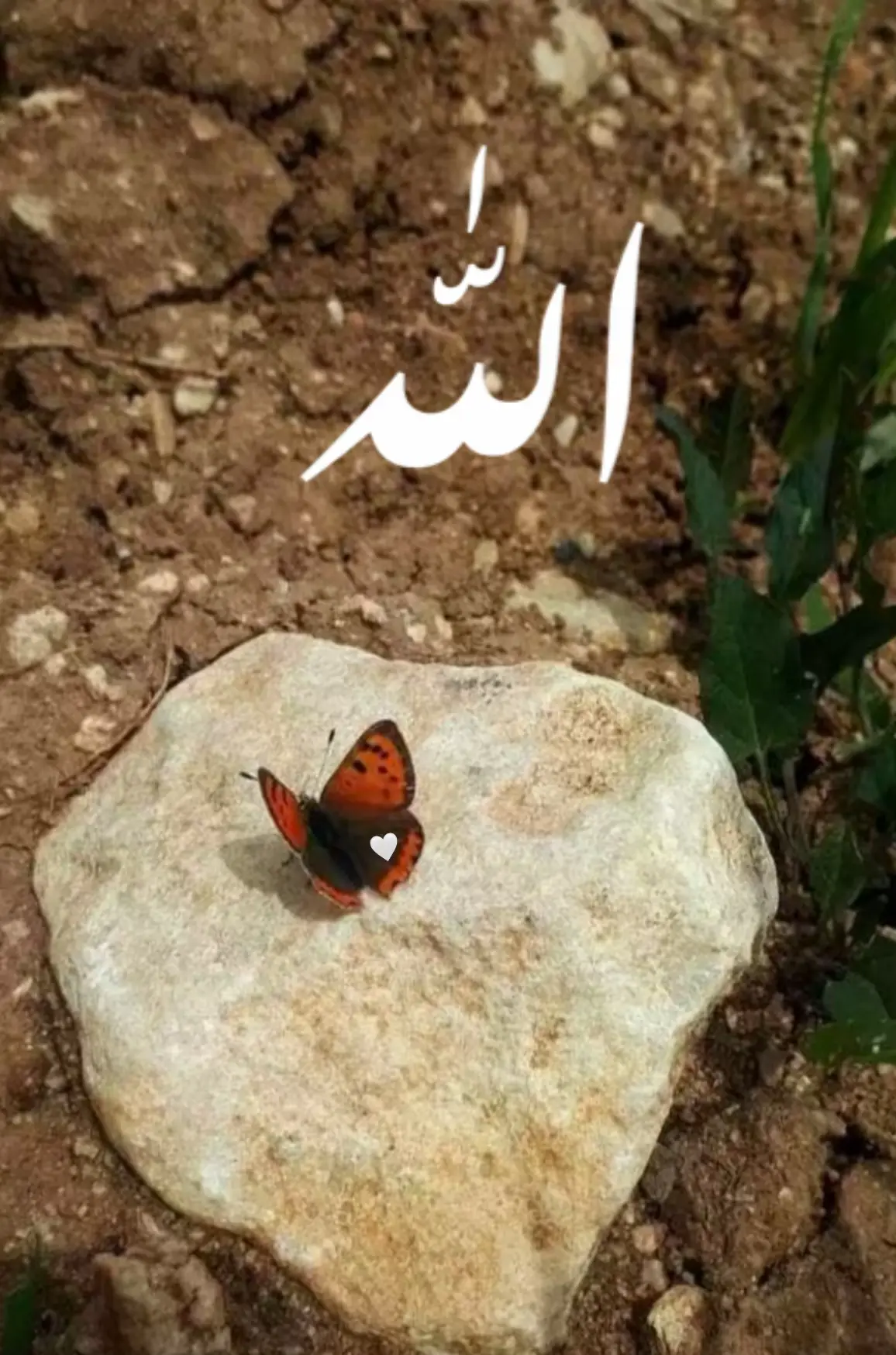 #Allah🖤🤍 #رحمٰن 