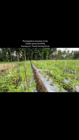Kenapa y bwang ? jarang bgt petani yg upload kendala tanamannya ? Apakah yg berseliweran ini VT sales produk semua sehingga yg di Up tanaman yg bagus2 ? Atau memang petani TikTok sdh mahir2 dlm bertani sehingga tdk ada kendala dlm tanamannya ? 😵‍💫😵‍💫 #petaniindonesia🇮🇩🇮🇩🇮🇩🌿🌿 #petaniarahkiblat #petaniminelial #petanicabai #petanimuda 