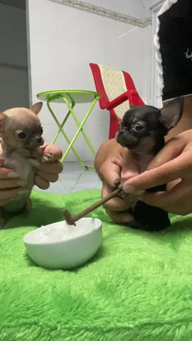 Đu trend cùng tụi con nha 😁#chihuahua #mochi #xhtiktok#fyp 