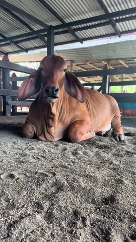 Ella es G Familia Encantadora 🤎🇨🇴 ✅ campeona ternera reservada Arjona. ✅ campeona ternera Magangue  ✅ campeona intermedia reservada planeta rica. Genética de campeonas 🥇 vamos por más 🐄 . . . . #campocolombiano🇨🇴💪❤️ #brahamanrojo♥️ #nuevasgeneraciones #campocolombiano🇨🇴 #geneticadecampeones 