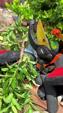 Gunting dahan SK5 #guntingsk5 #guntingdahan #guntingpruning 