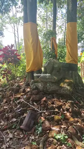 disini terdapat sebuah yoni, arca nandi dan kalakirtimurka yg kamiperkirakan era kanjuruhan dan mungkin saja tempat ini sejaman dengan candi badut dan candi karangbasuki dari bukti2 yg kami indentifikasi dilapangan. #sobopunden #kitaperintisbukanpewaris 