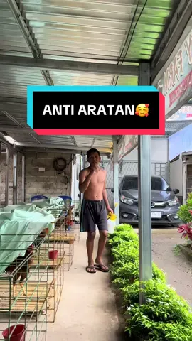 Anti penyakit aratan🥰 #ayamimport #ayambangkoksuper #ayambangkok 