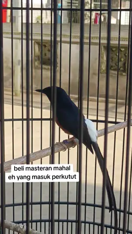 definisi pusing tidak ada obat nya 🤣🤣 beli masteran mahal .. yang keluar. suara perkutut.. #fypシ゚ #muraibatu #perkutut #muraibatuindonesia #CapCut 
