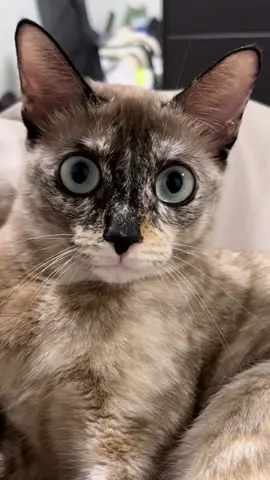 จำไว้นะคะเดี๋ยวจะหาว่าพี่ไม่สอน 👁️👄👁️💅 #hungryhaji #hajicat8 #tiktokสัตว์เลี้ยง #แมวตลก #catsoftiktok #แมว #cat #แมวการละคร 