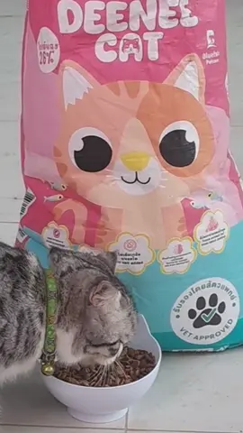 DEENEE CAT 7 กก. ถ้าบ้านไหนมีน้องเหมียวหลายตัว บอกเลยว่าถุงนี้ตอบโจทย์สุด ๆ เพราะทั้งคุณภาพดีและราคาสบายกระเป๋า#แมสเถอะ #tixtoxuni #tixtox #อาหารสัตว์ #อาหารเม็ด 