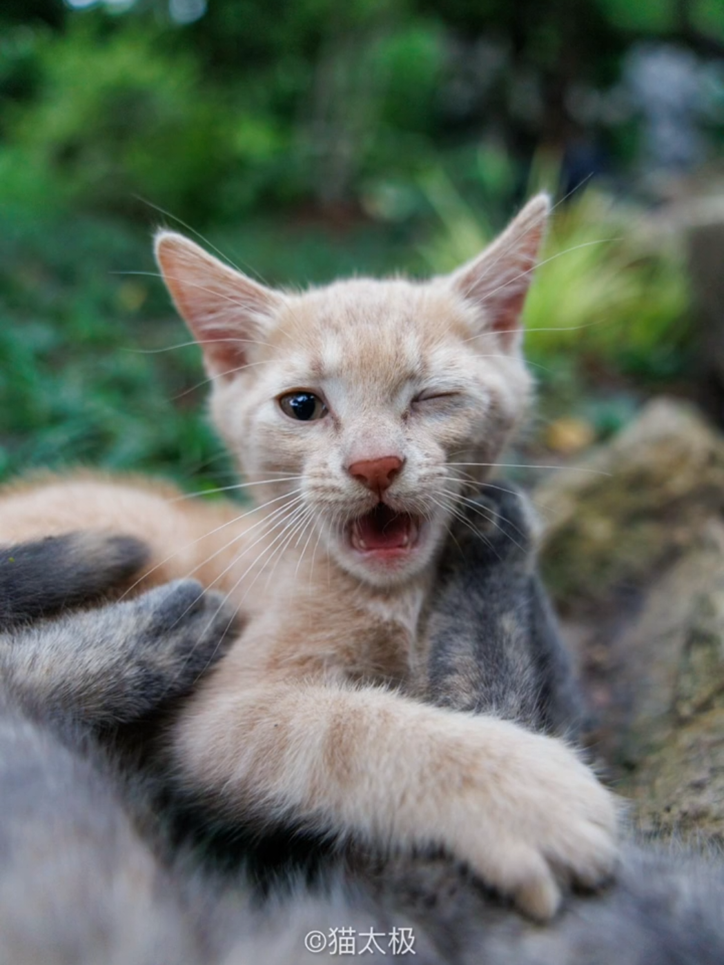 street photography: Close up action , First person view of cat fighting in my Len's . #catphotography #meowing #photography #catsoftiktok 