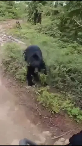I almost hit Bear 🐻 see what happened next real or AI #fyp 