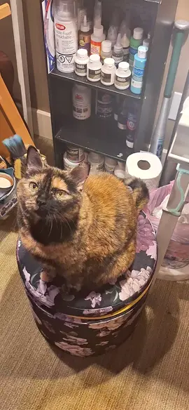 ❣️Roxy: Art Supervisor! I was late again tonight... she said if it happens again I'm fired.  #cat #artist #supervisor 
