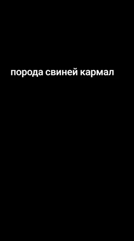 #хрюканье #пьетерн #свиня #свинья #свеня #темворс 