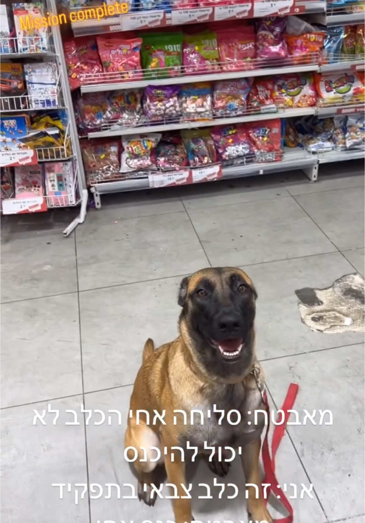 זה לא משנה אם מה שאתה אומר נכון או לא! מה שמשנה זה רמת הביטחון שהצד השני הרגיש ממך ממש באותו הרגע שדיברת💪🏻 #ויראלי #כלבים #ביטחוןעצמי 