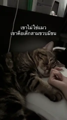 เด็กฉามขวด🤭 #fyp #ฟีดดดシ #cat #ทาสแมว #สัตว์เลี้ยงtiktok #แมว #pet #คลิปแมวในtiktok 