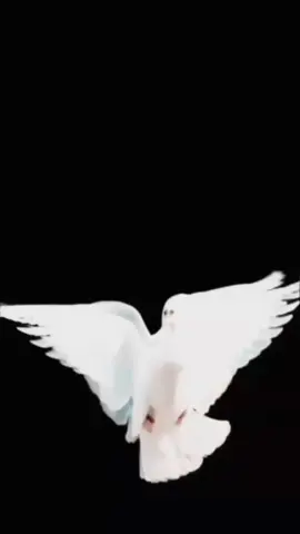 #highlight #loveyou #viral #viral #viral 