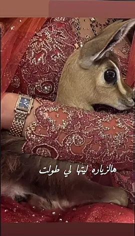 هالزياره ليتها لي طولت..جان حققنااللي هوه مستحيل وبتنال النفس كل ما بغت..والمحب يصير فايز بالخليل #ميحد_حمد_الفنان_الاماراتي_الاول #اكسبلور #fyp #fyppppppppppppppppppppppp #اكسبلورexplore 