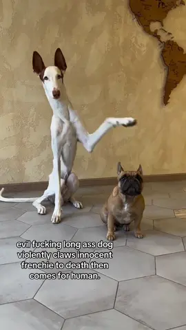 what breed is that im kinda scared #spirituality #puppy