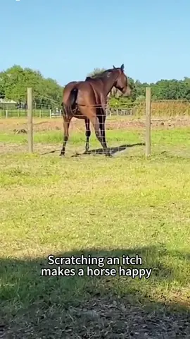 Funny Horse Core😂😂 #horse #fyp#foryou #pet #funny  