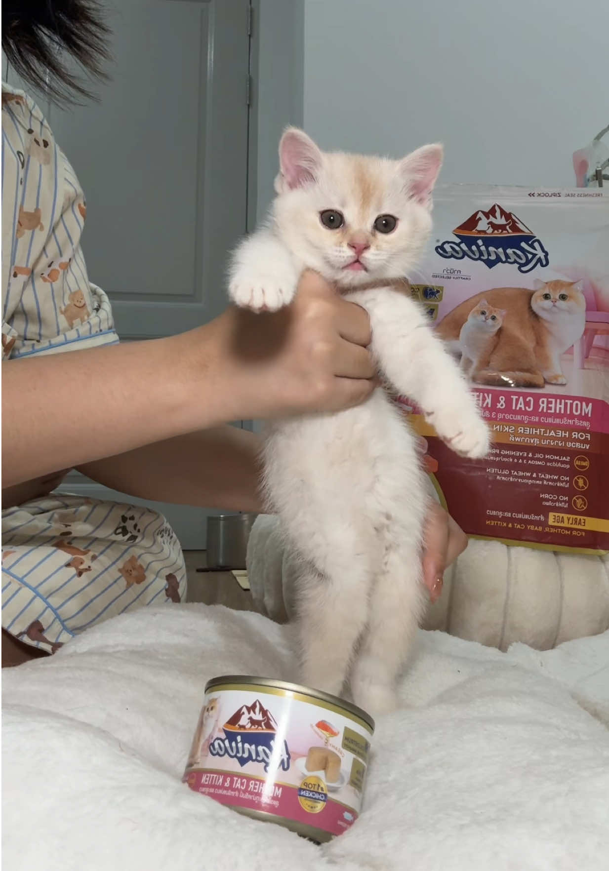 ช่วยกันหาค่าอาหารนะลูก #แก๊ง5ไอ #แมวเด็ก #แมวเต้น #ป้าไจ๋กับน้องไข่ตุ๋น #สัตว์เลี้ยงtiktok 