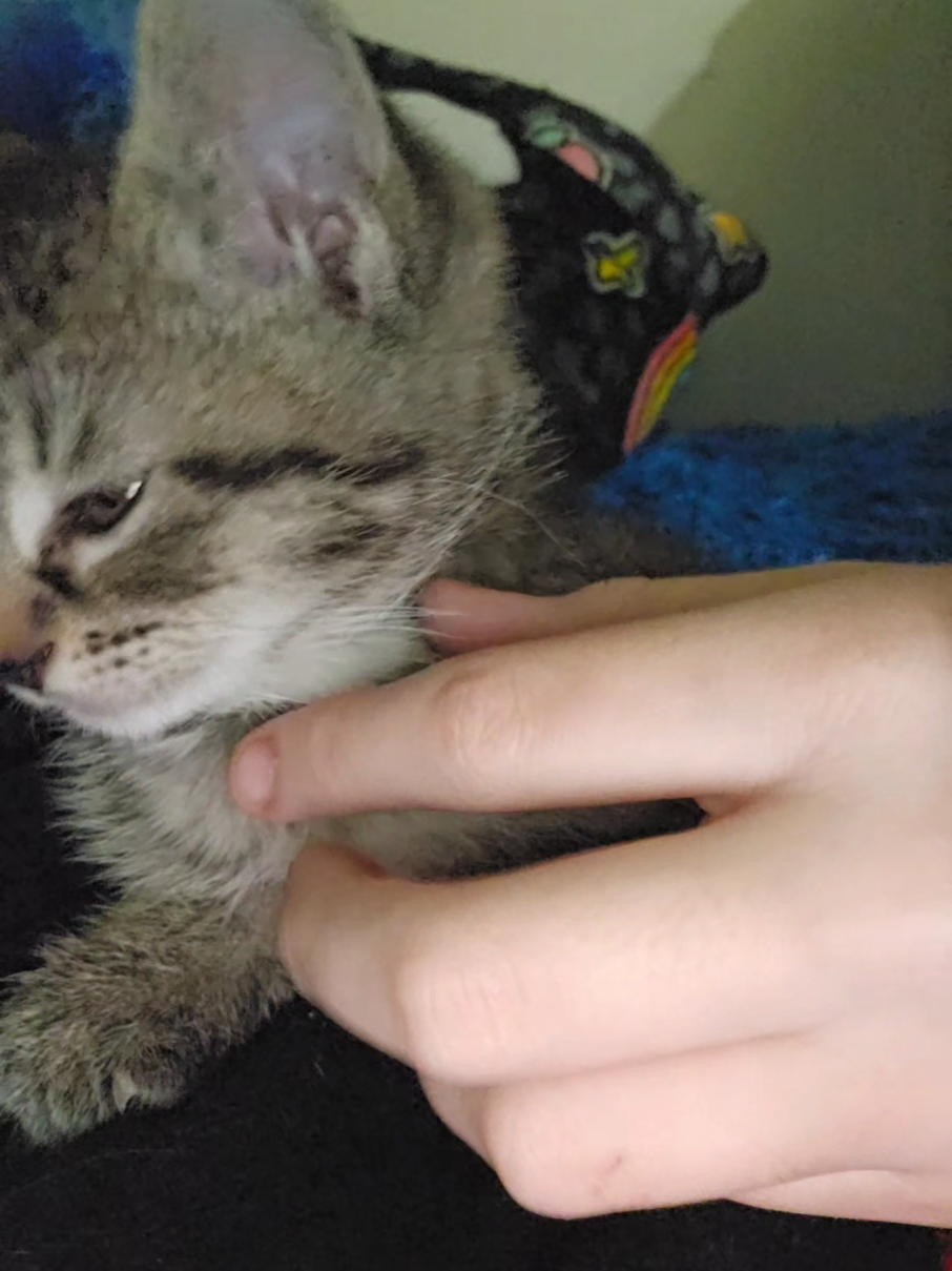 #bbykitty #fypシ゚viral #school #kitty #schoolday 