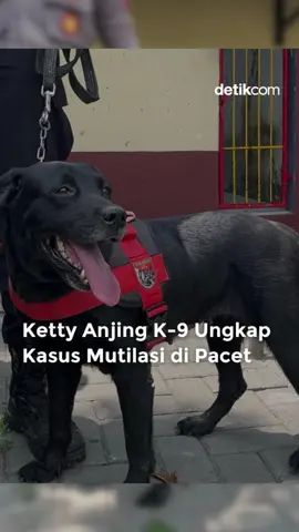 Peran K-9 bukan hanya sekedar menemukan barang bukti atau korban tetapi juga memberi informasi awal yang krusial bagi petugas lain. Seperti pada kasus mutilasi Pacet, Mojokerto, anjing pelacak bernama Ketty berhasil menemukan potongan tubuh korban yang akhirnya mengungkap identitasnya. Kanit Satwa Polda Jatim, AKP Winarko menceritakan, merawat anjing pelacak berbeda dengan mengawaki benda mati.  