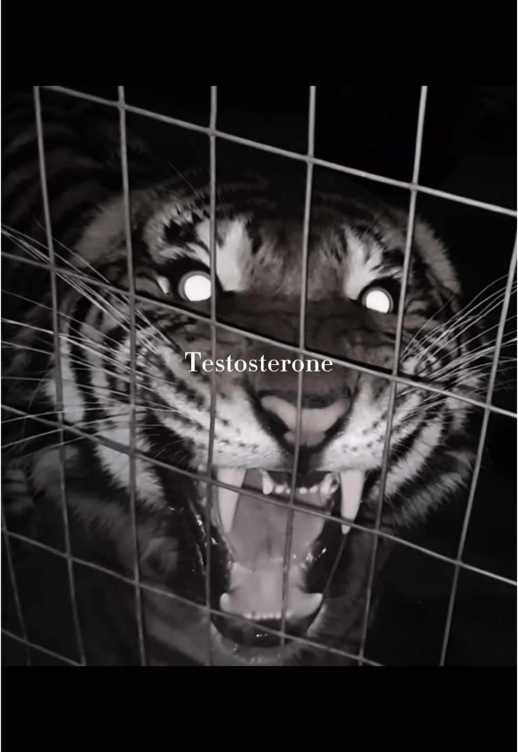 Testosterone boost your muscles #mindset#viral#viraltiktok#fyp#fy#foryoupage#testosterone#mentality#muscles  