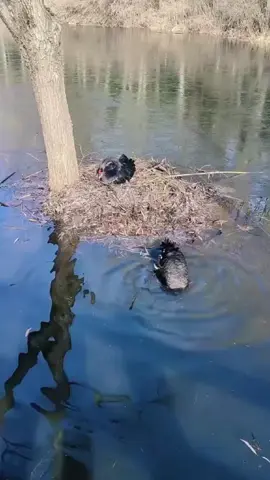 #swan #bird #babies #nest #animals 