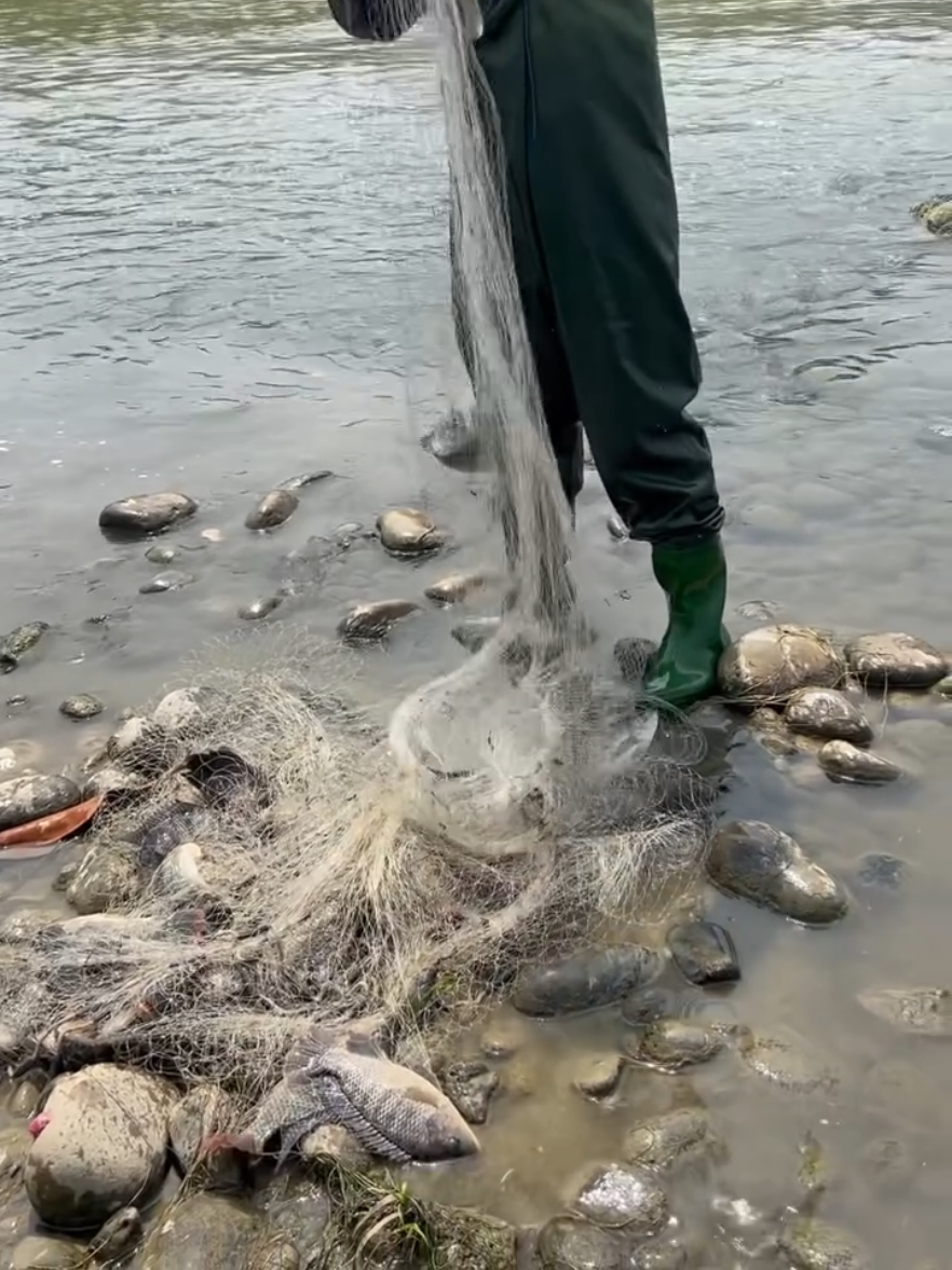 casting net 🐟#netfishing #handfishing #ruralfishing #fishing 