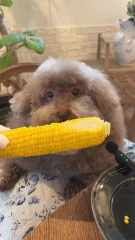 改善点が多すぎるASMR。🙏🏼🦣 #トイプードル #もふもふ犬 #toypoodle 