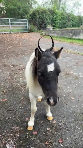 #horsesfunny #teletubbies #pony 😁🥰