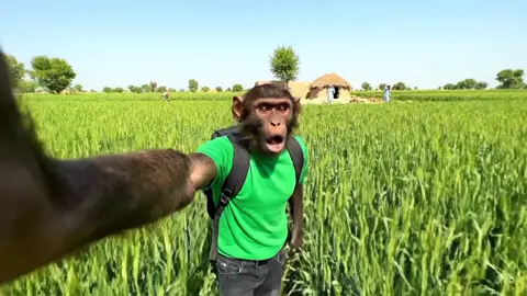 Waqas 👀😂#industrialmachine #viralvideo #monkyveloag #monkyfunyvedio #funnymoments 