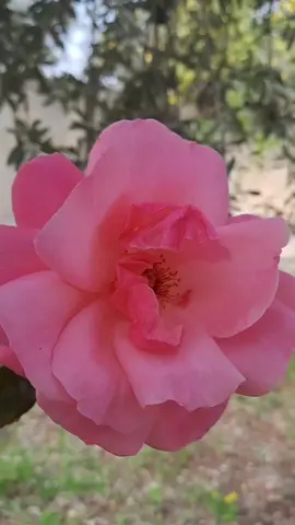 #مساء_الخير  #ورد #تصويري #🌸 #🌺🌺🌹🌹🌸🌸🌻🌻💐💐💮💮🌺🌺 