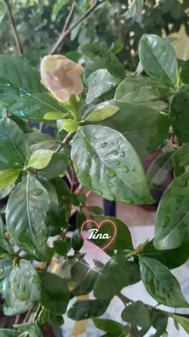 #Tina_💜💜 #يا.عاشقة.الورد..🌸/بصوت.ناصيف.زيتون../#explore #exploremore #viralvideo /🌸🌸🌸🩷👑🩷🌸🌸🌸...