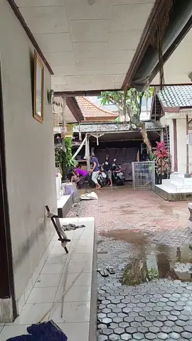 celeng mengamuk ton ulian ing nyak pindah ke kandang ne 🤣 🤣#babi #banjircore #banjir2025 #babibali 