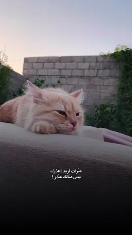بَس مـَالك عـّذر ! #محمد_عبد_الجبار #تصويري_احترافي_الاجواء👌🏻🕊😴 #قطط #اكسبلور #عباراتكم_الفخمه📿📌 #اقتباسات #تصويري📸 #عبارات #fyyyyyyyyyyyyyyyy #cat #الانبار_موصل_بغداد_اربيل_كل_المحافظات 