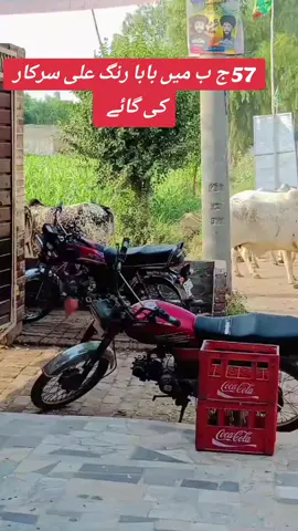 #بابا رنگ علی سرکار کی گائے 🐄#fyyyyy #viral #🤲🤲 