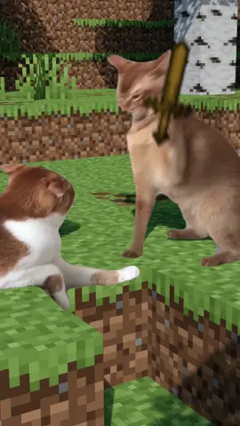 part 2 | #cat #minecraft #foryou #memestiktok #funnytiktok 