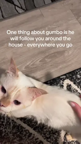 He just wants to be close to us 😭#gumbo #catsoftiktok #adoptdontshop 